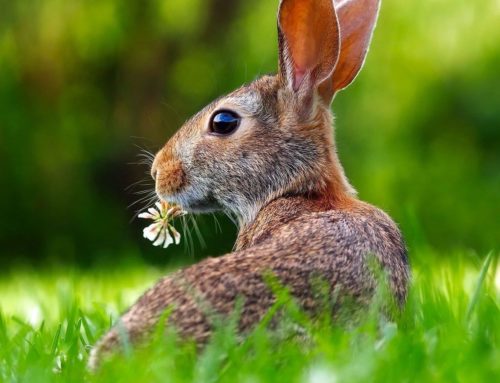 Easter Raffle